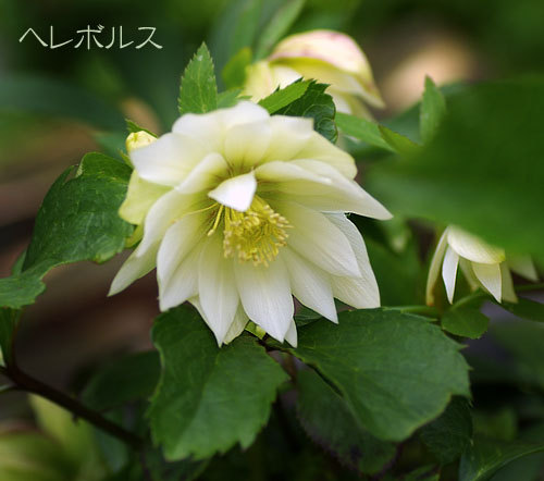 ヘレボルス.jpg