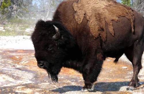pict-42. バイソン.jpg