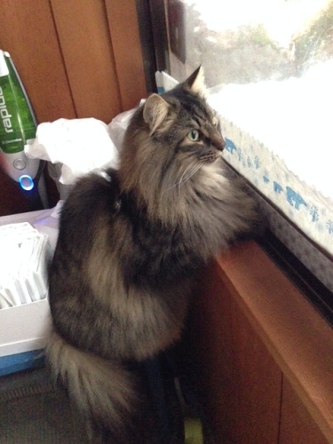 猫ズ’１４－７写真 4-1.jpg