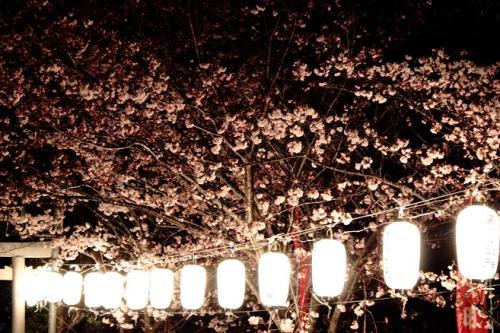 20160401 夜桜8.jpg