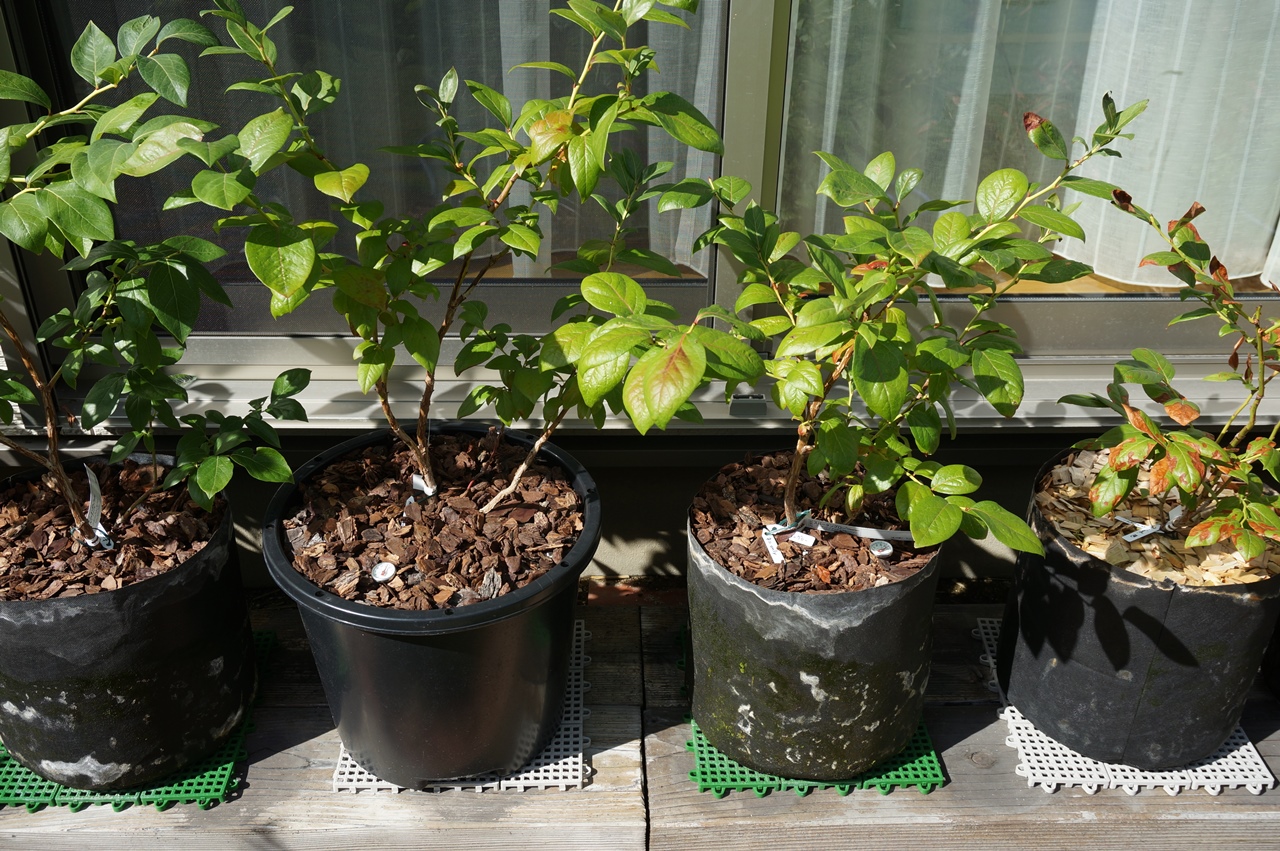 17年度ブルーベリーのお試し結果2 ゆずちゃんの庭 楽天ブログ