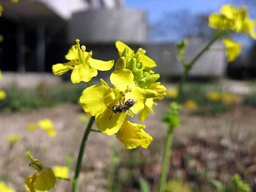 20130312菜の花.jpg