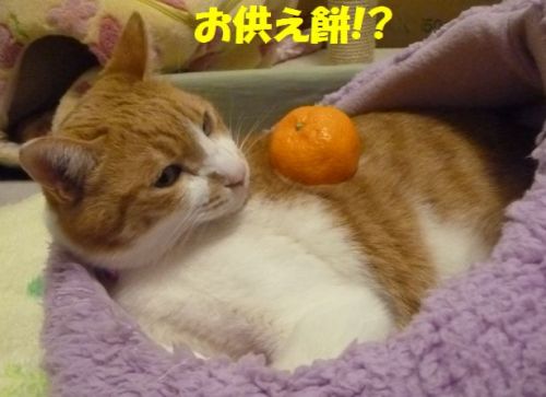 謹賀新年15 ねこにゃんず 楽天ブログ