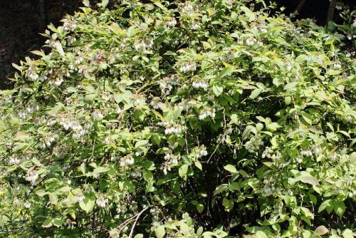 20160416 ブルーベリー3.jpg