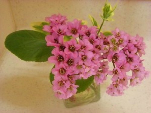 DSCN8008 (300x225).jpg