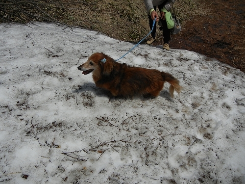 20140524残雪.jpg