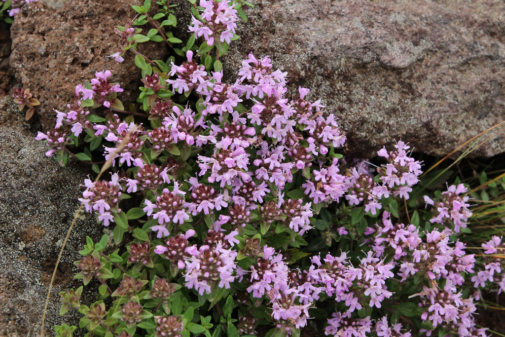 イブキジャコウソウ