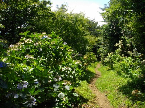 湯坂路浅間山登山道 (1) (500x375).jpg