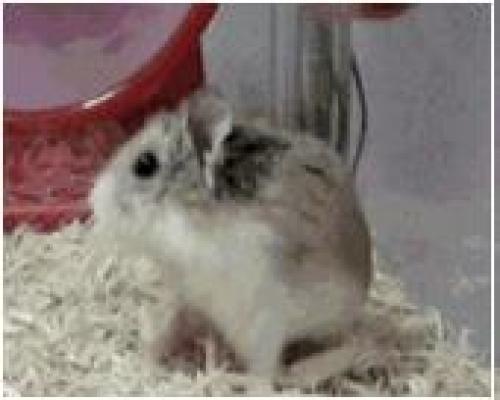 hamster1