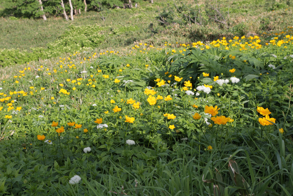 Daisetsu2017071560.JPG