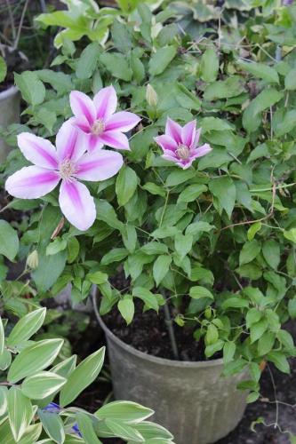 20160429 クレマチス紫4.jpg