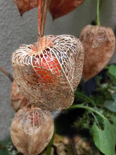 秋のおれんじ色探し その１ 鬼灯 ほおずき 鶏頭の花 ニャンコと毎日健康日和 楽天ブログ