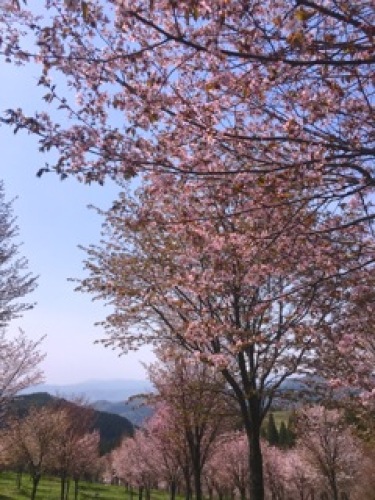 桜峠6.jpg