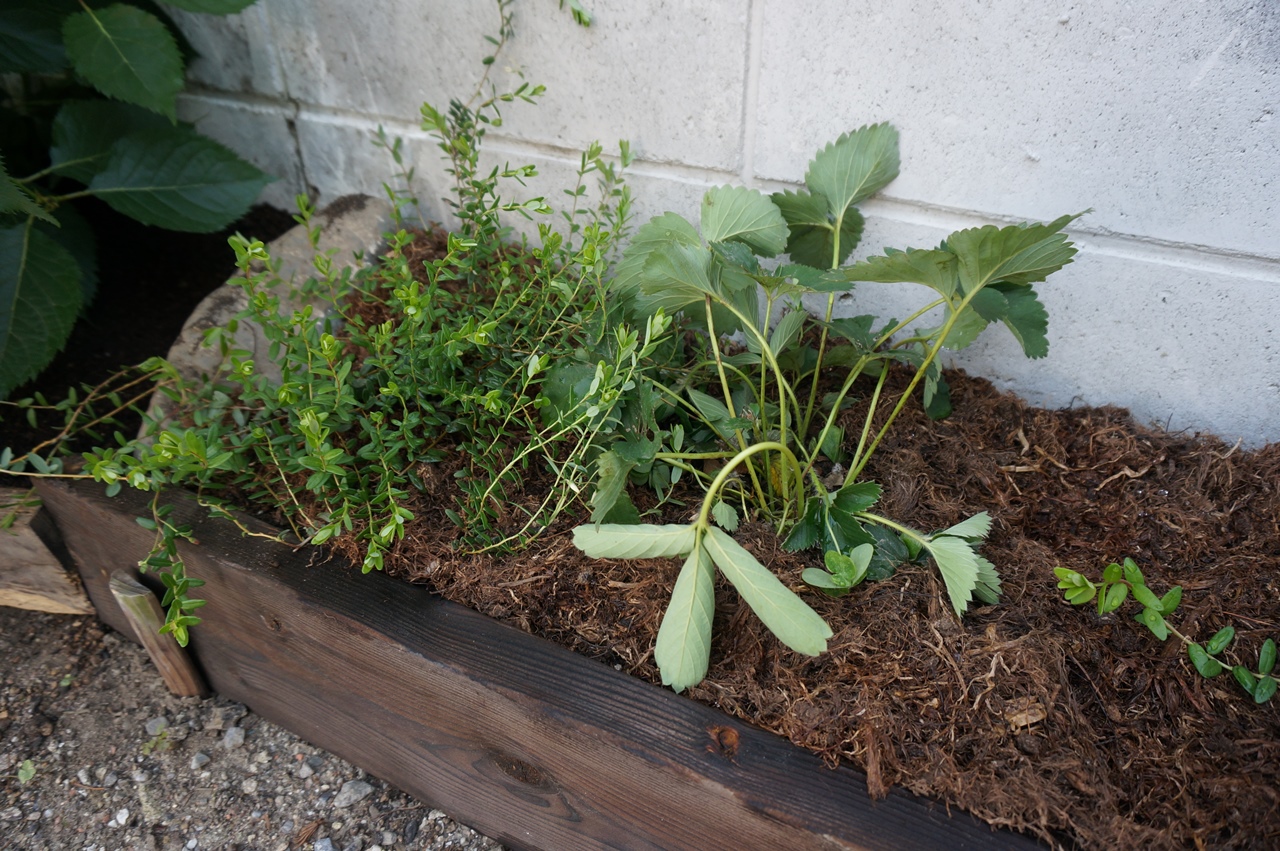 実家のブルーベリーとイチゴ使用済み用土の廃棄 ゆずちゃんの庭 楽天ブログ
