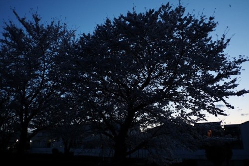 CHERRY BLOSSOMS and SUNSET 7.Apr.2017 KIRISHIKI-2.jpg