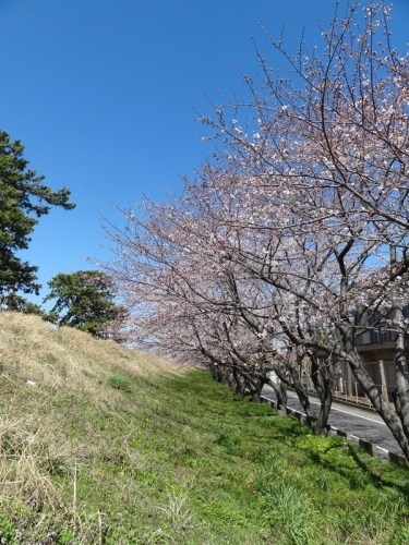 0321ご近所の桜並木2(V.2013_03_21__11_58_53).jpg