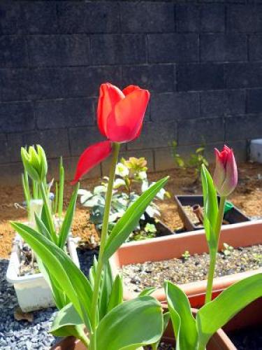チューリップ.jpg