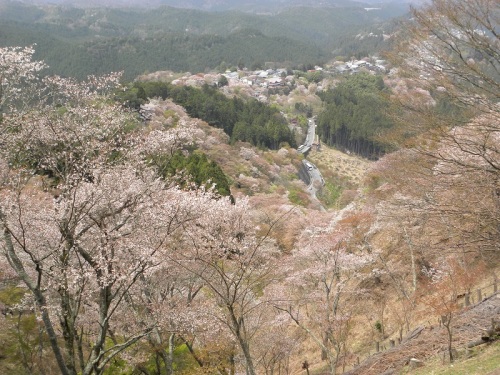 吉野　上千本20160409.JPG