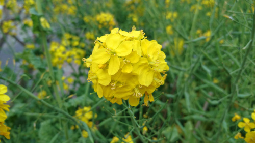 菜の花 と からし菜の違い 大輪系 ユリ の 花束 季節の花々 お買い物 満々美人 楽天ブログ