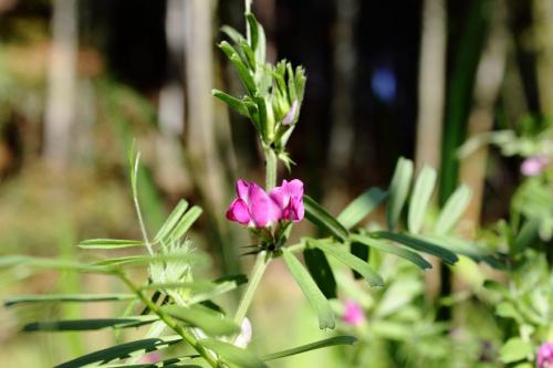 20160417 ヤハズエンドウ 3.jpg