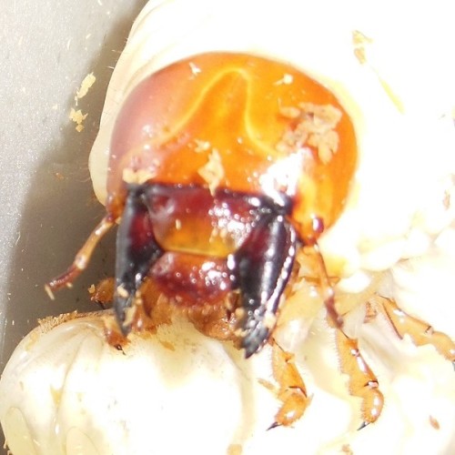 hB4Cα-94-34 (2).JPG