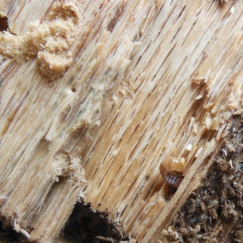 hB4cδ-01-01 (2).JPG