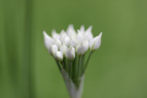 20160917 ニラ 3.jpg