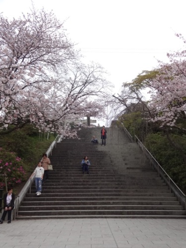 3.2016年桜 西公園  (2).JPG