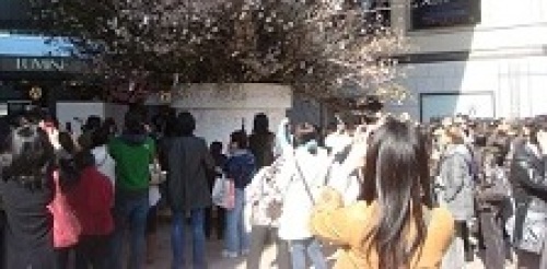 ルミネの桜2.JPG