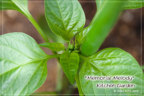 120520green_pepper3.jpg