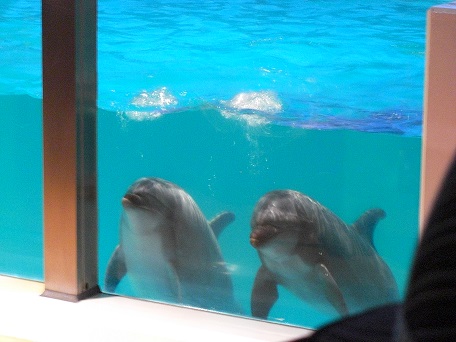 ｇｗに訪れた青森県の浅虫水族館の最高のイルカショー Made Happiness 楽天ブログ