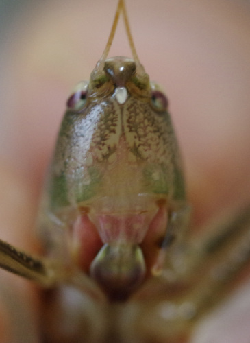 カミキリムシ ぶらり自然散策 楽天ブログ カミキリムシ ぶらり自然散策 楽天ブログ