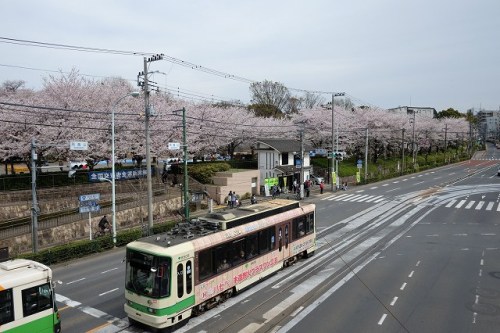 CHERRY BLOSSOM 10.Apr.2017 Mt.ASUKA-4.jpg