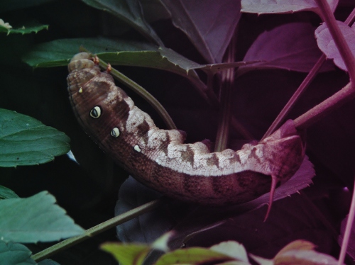 ヤブガラシを食べるイモムシ(コスズメの幼虫).JPG