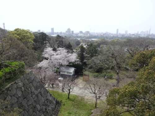 4.2016年 桜 福岡城 (12).JPG