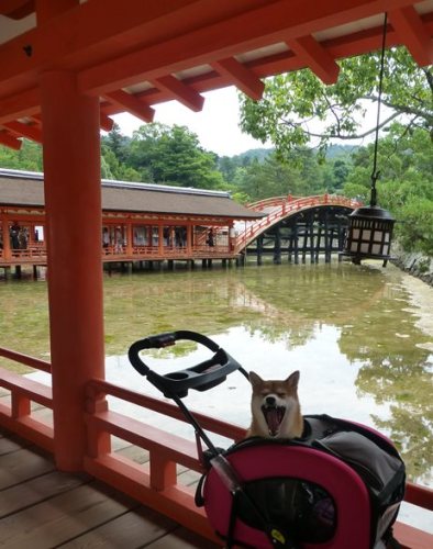 厳島神社３.JPG