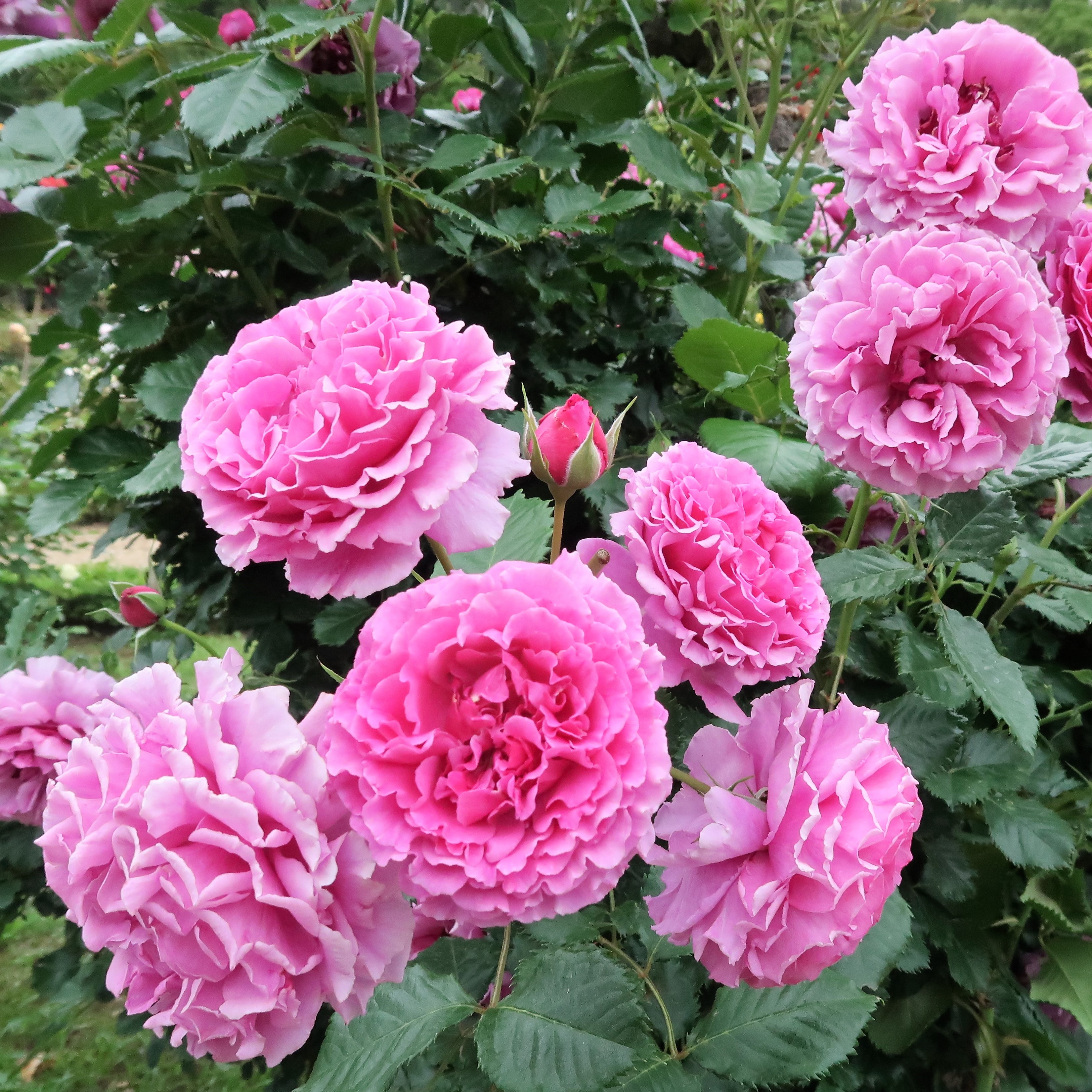 河津バガテル公園でバラが見事に開花 伊豆高原で小さな宿を営むオーナーの地元情報 楽天ブログ