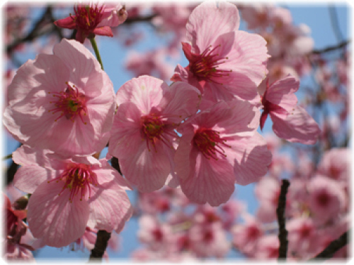 陽光桜.jpg