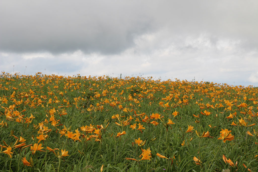 ニッコウキスゲ（ゼンテイカ）