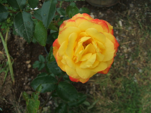 DSCF2667.JPG