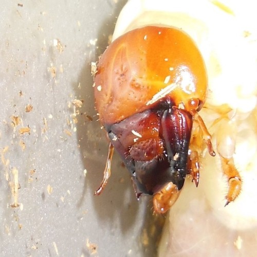 hB4cδ-21-21 (2).JPG