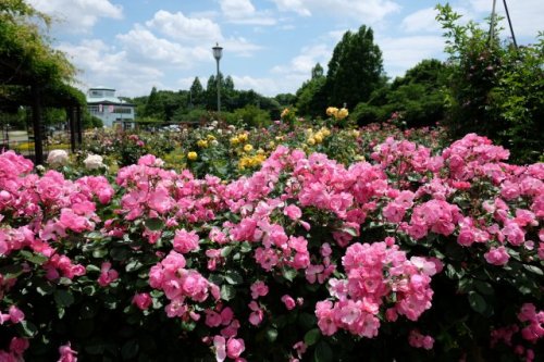 28.May.2017 HANANO OKA ROSE-2.jpg