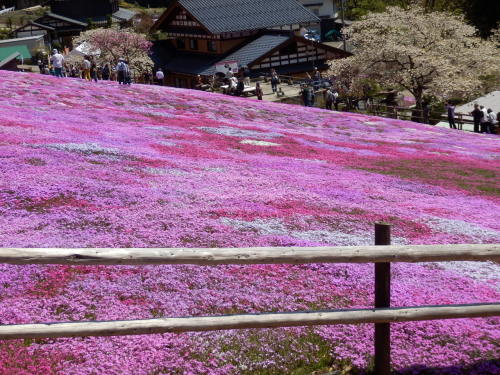 郡上國田さんの芝桜_031.JPG