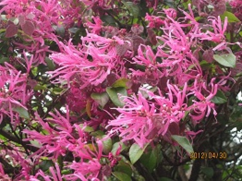 この花は?.jpg
