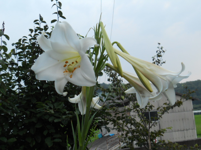 反対からのユリ.JPG