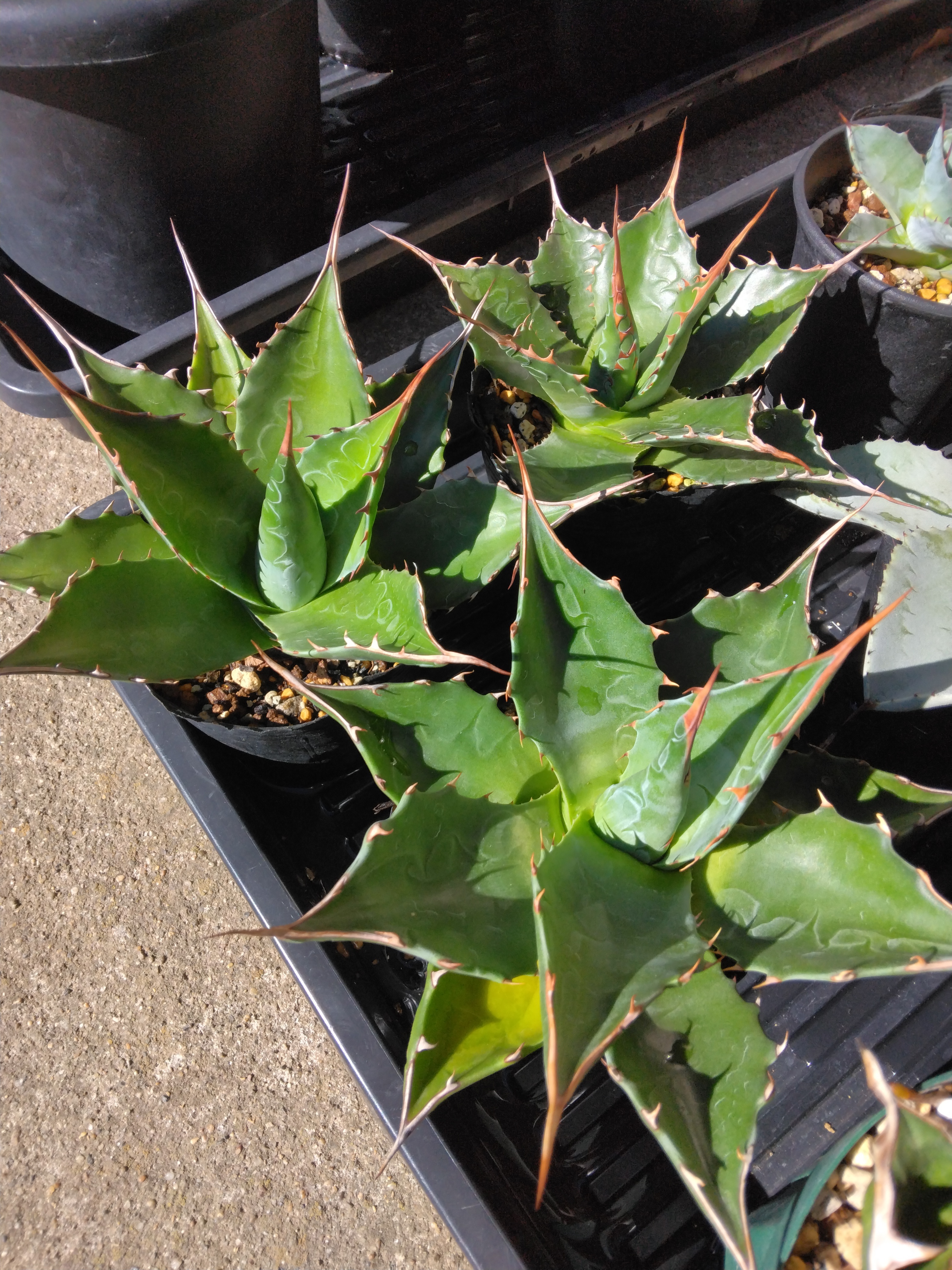 アガベ実生の醍醐味😊 | YOSS🌱GARÐEN - 楽天ブログ