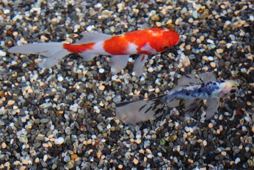 20160103 ブリストル朱文金&桜朱文金.jpg