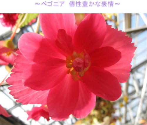 ベゴニア1.jpg