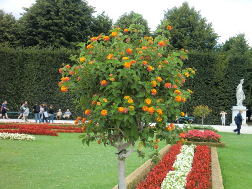 CIMG1155　宮殿内の花の木.JPG