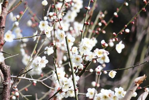 20160213 白梅3.jpg